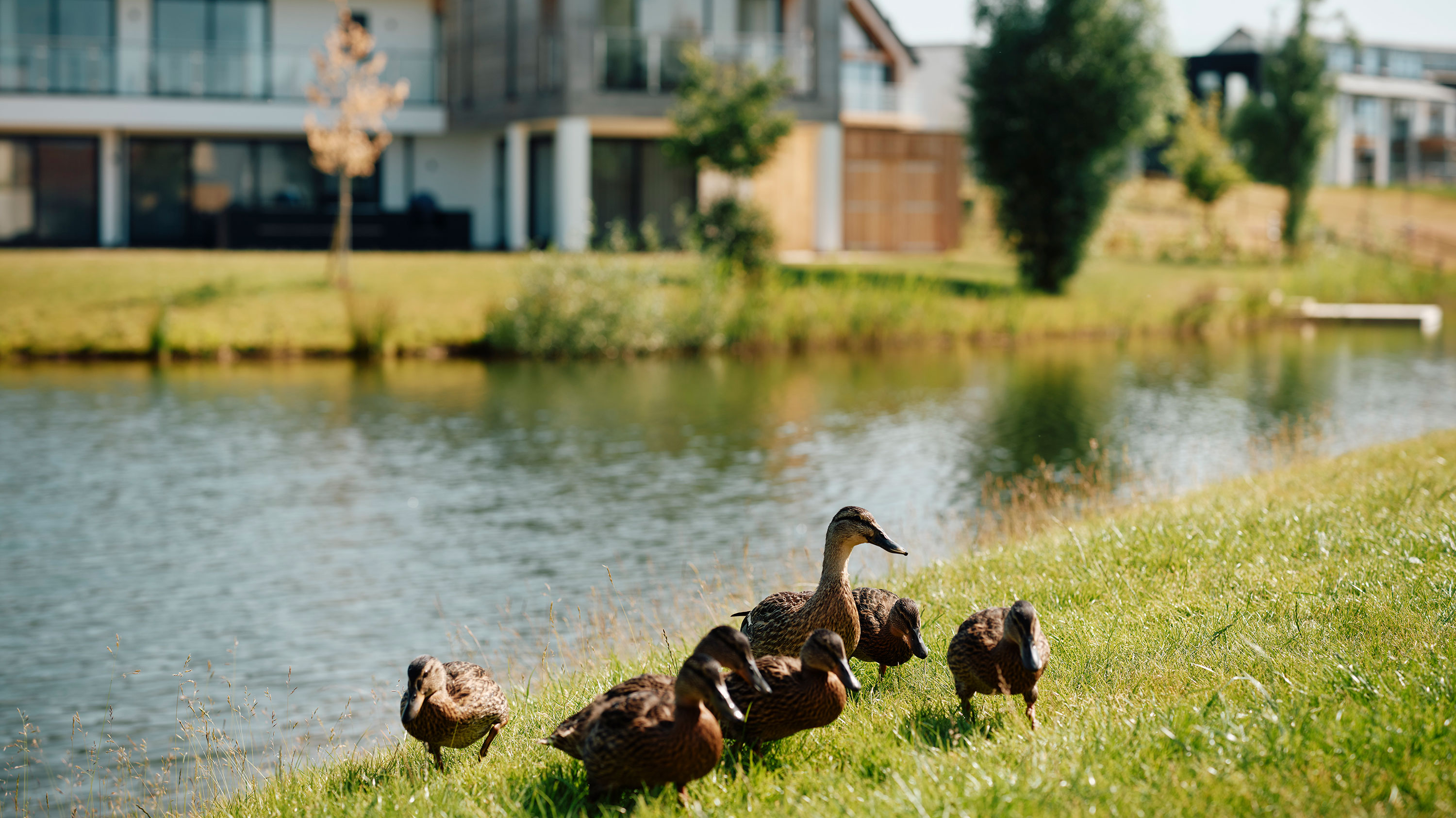 Ducks by the lake at Silverlake