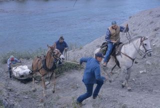 Researchers enlisted the help of mules to excavate the field jackets containing the bones of an adult D. horneri specimen in Montana in August 2001.