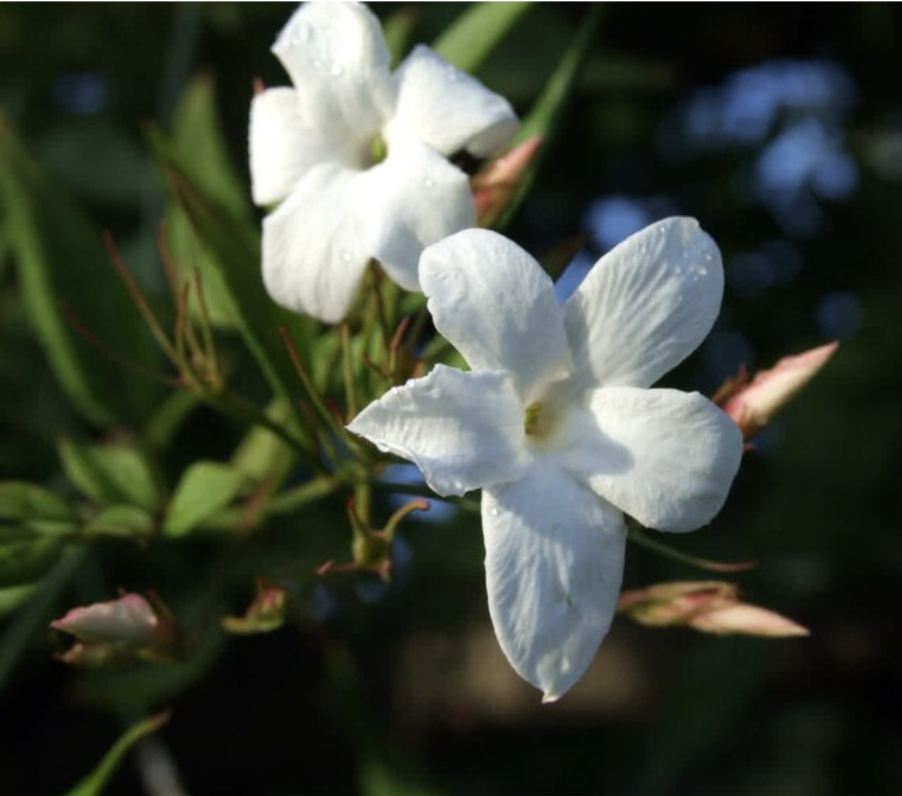 close up of two jasmine flowers