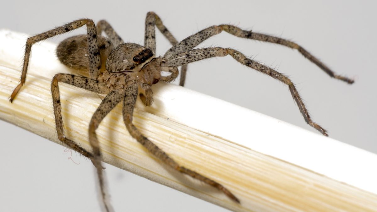 An up-close photo of a brown spider super-imposed on a white background