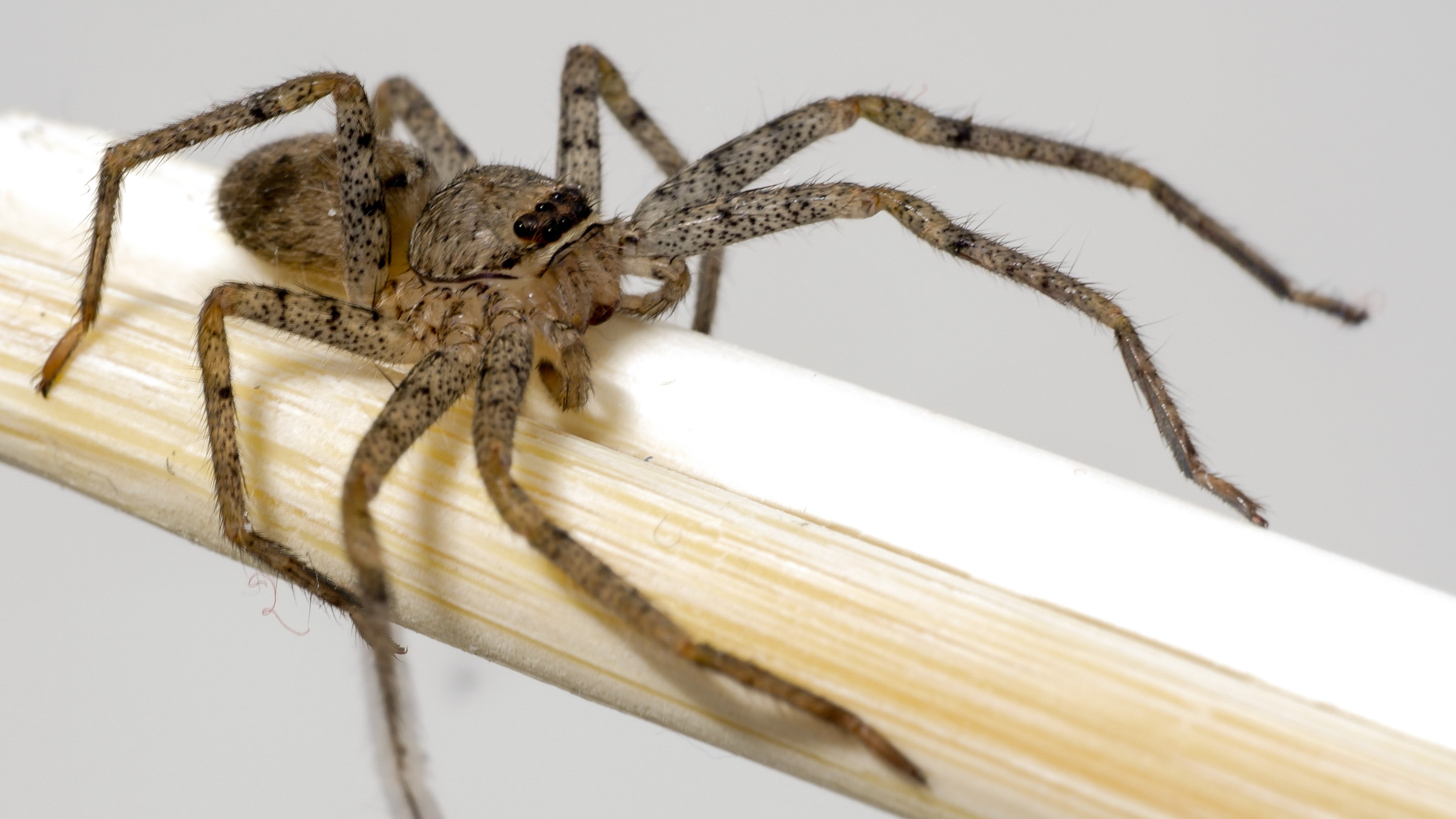 Are Wolf Spiders Poisonous?