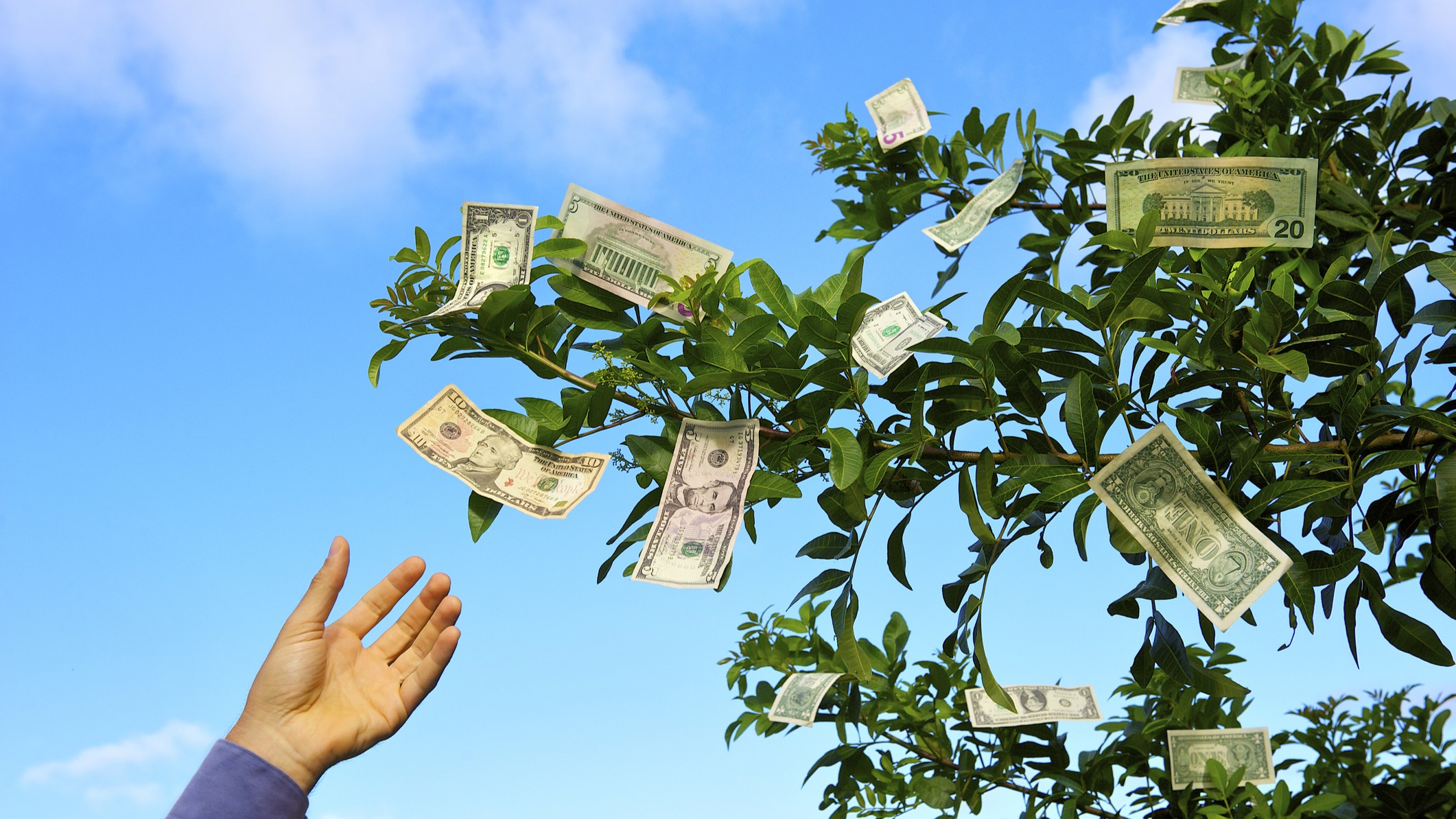 A hand reaches out to take dollar bills growing on a tree.