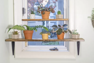 Diy plant shelf