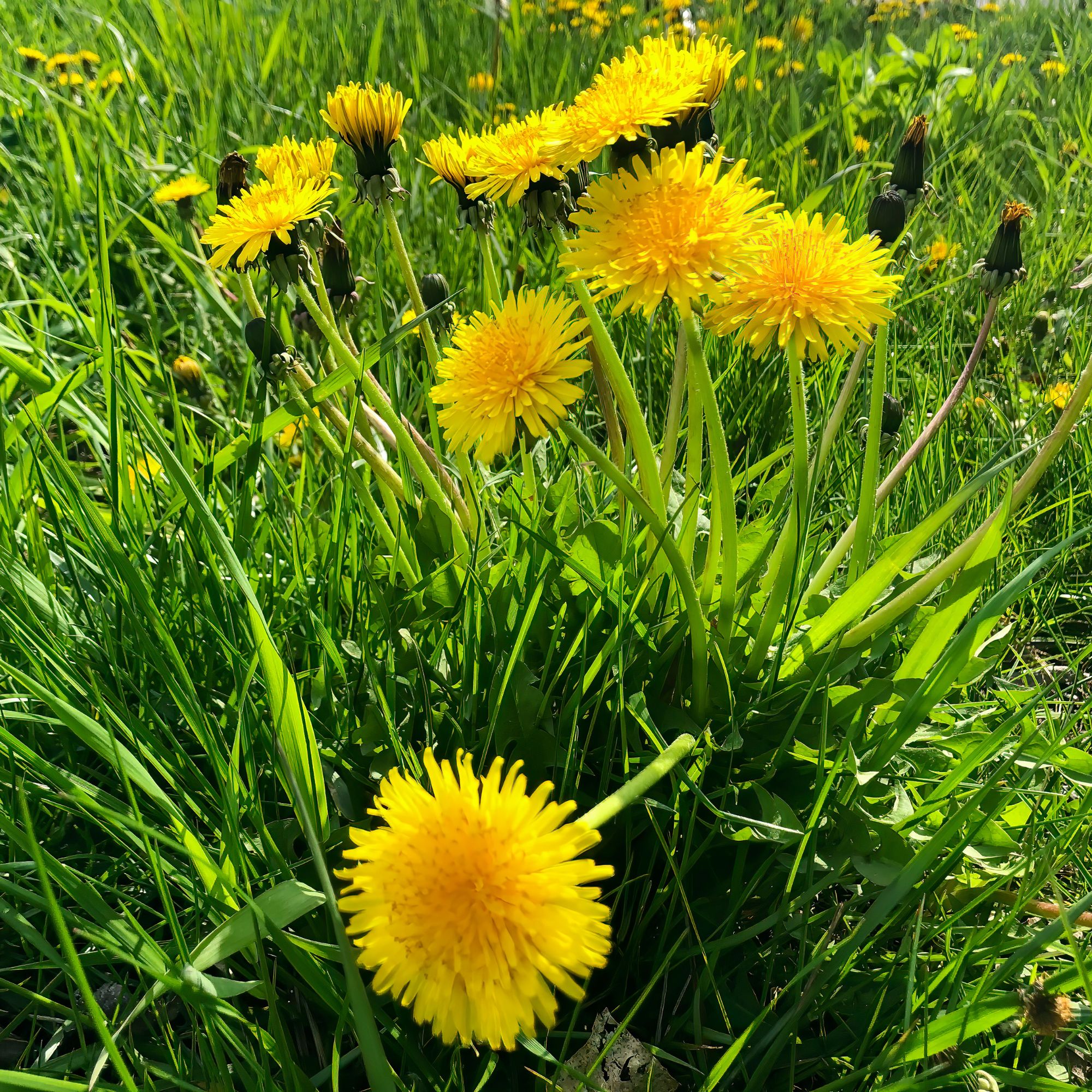 Dandelions growing in lawn in garden