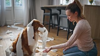 Dog made mess of house with toilet roll