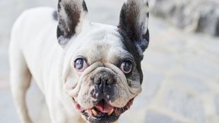 Dog with cataracts