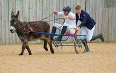 DonkeyRace1.jpg