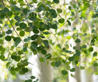 leaves and trunk of quaking aspen tree