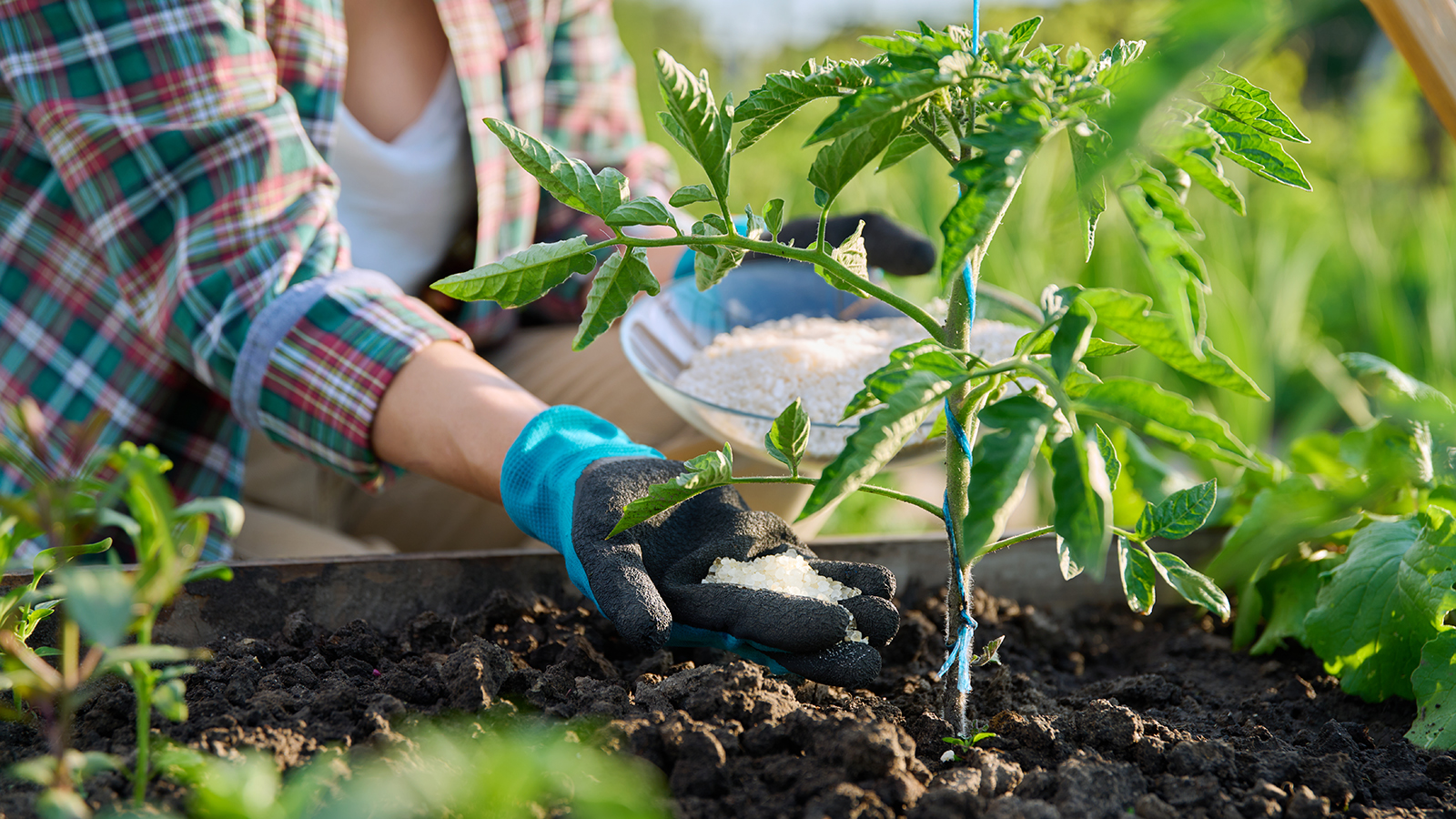 Adding Epsom salt or fertilizer to tomato plant