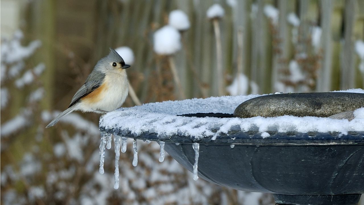 How to stop a bird bath from freezing in winter