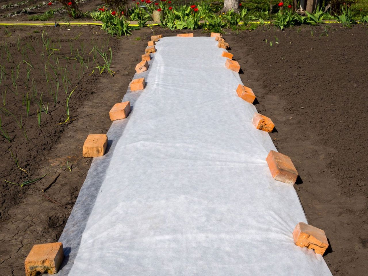 Material Over Garden Soil To Protect From Frost