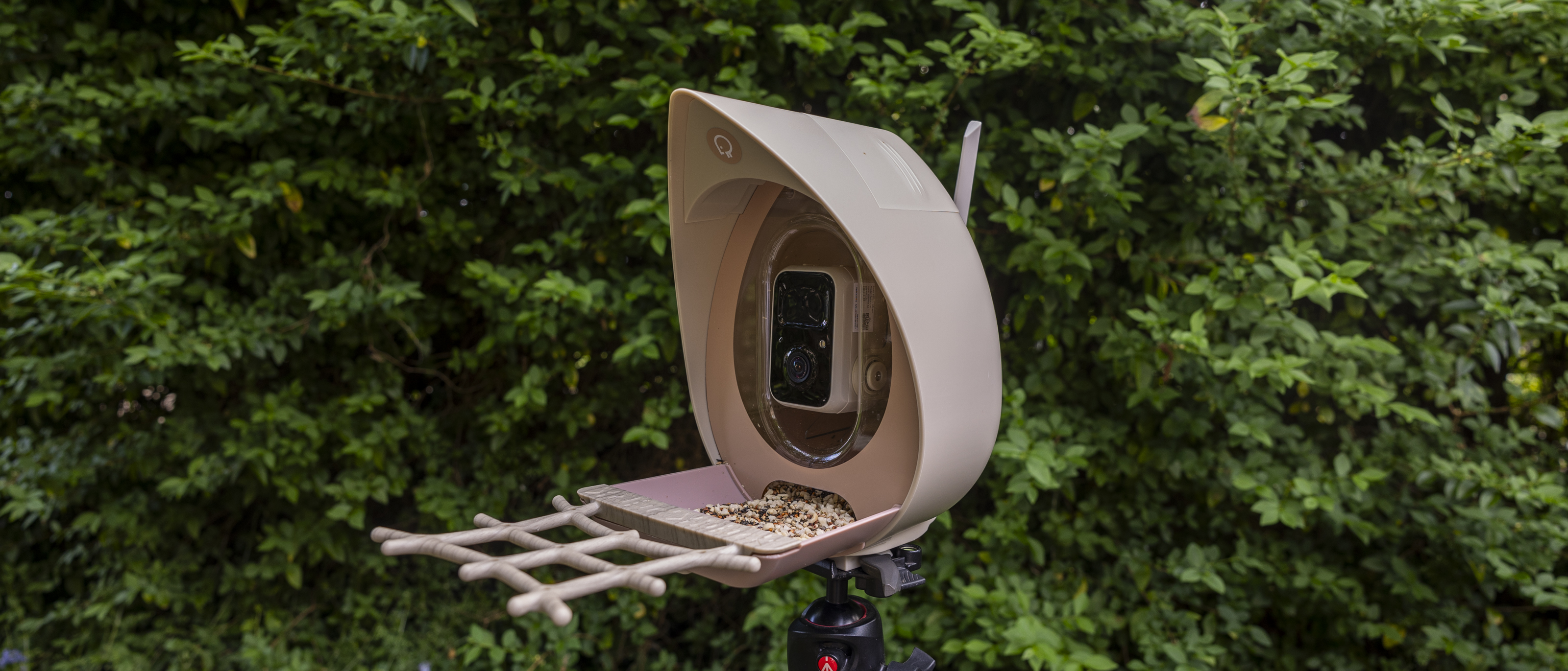 The PeckPerk bird feeder camera mounted on a tripod in front of a green hedge