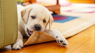 Labrador puppy chewing on the rug