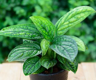 potted Monstera karstenianum