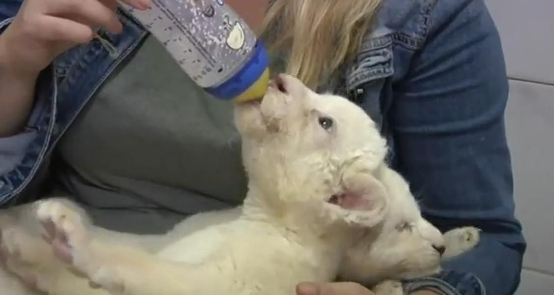 Extremely rare white lion cubs make their debut at the Belgrade Zoo