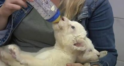 Extremely rare white lion cubs make their debut at the Belgrade Zoo