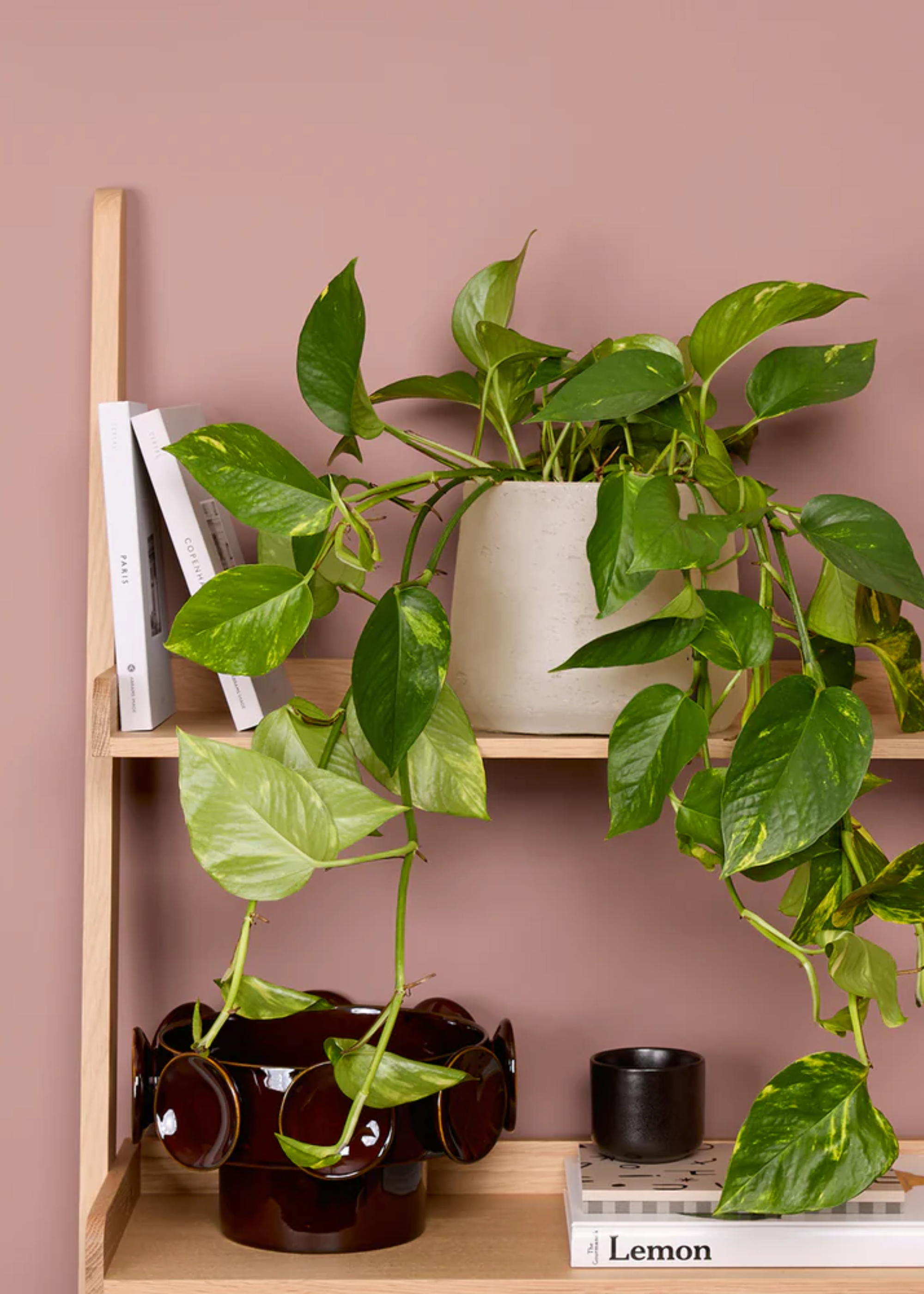 A potted pothos on a leaning wood shelf alongside a burgundy ceramic vase, a mini candle, and some books