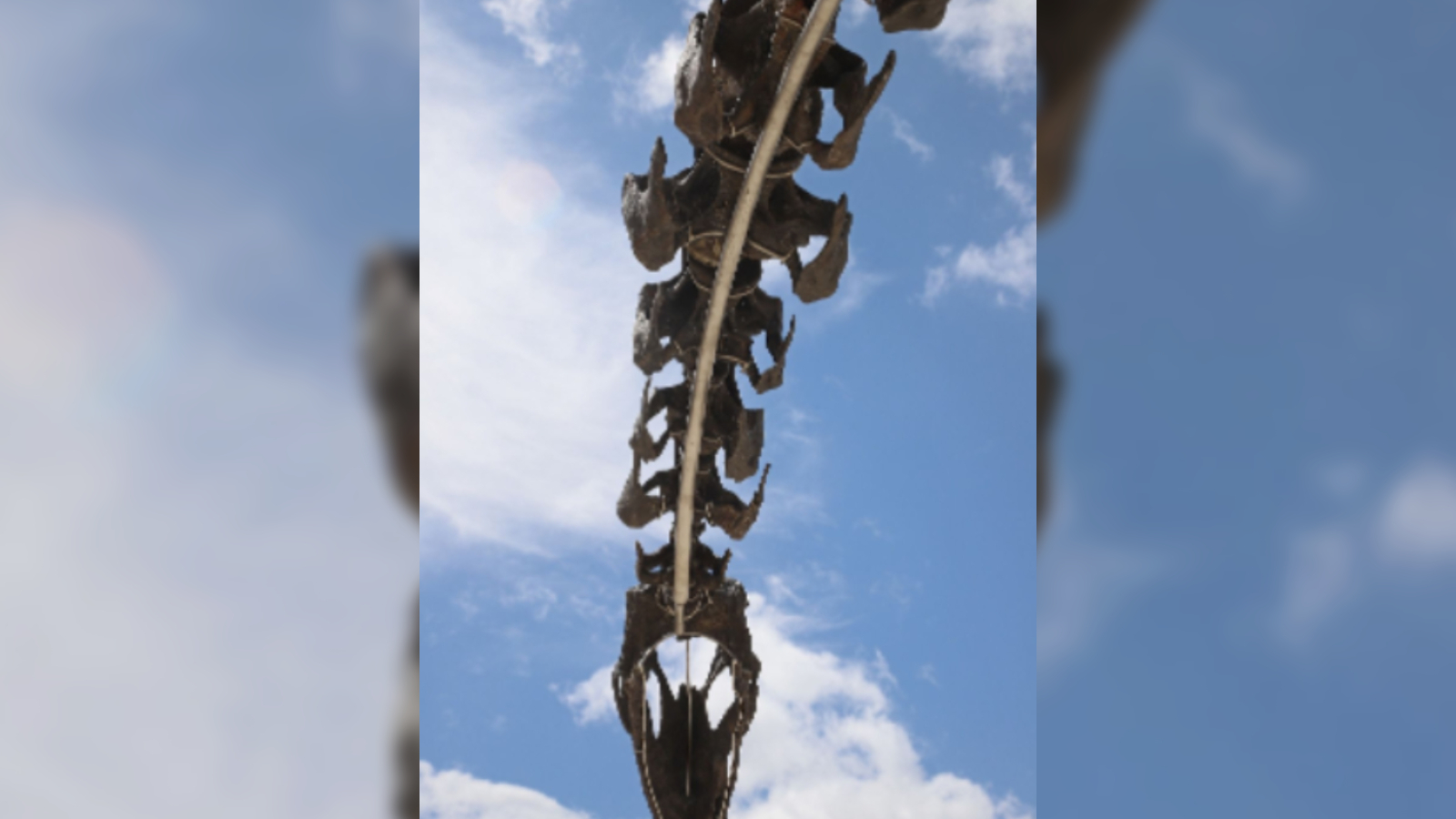 Close-up shot of a large dinosaur skeleton