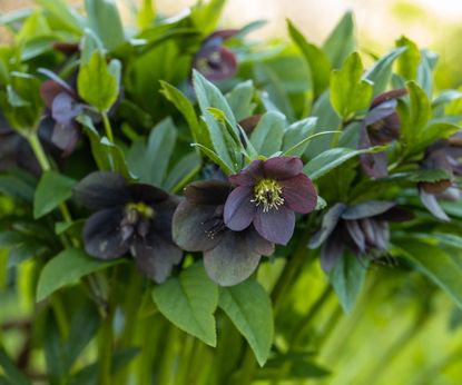 Where to plant hellebores for a colorful winter display