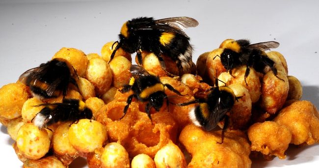 facts-about-bumblebees-live-science