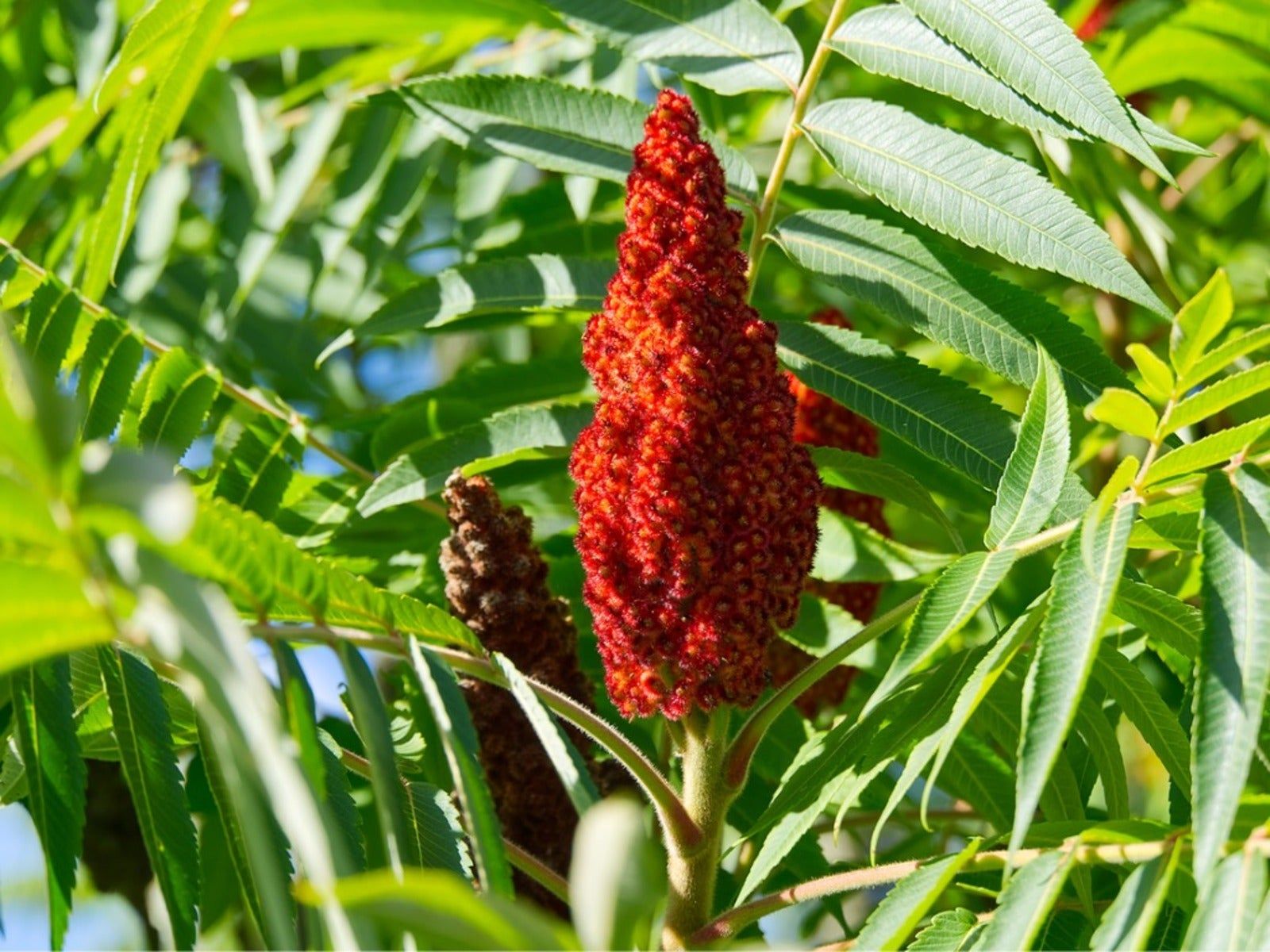 Edible Staghorn Sumac How To Harvest Eat Sumac Gardening Know How edible-staghorn-sumac-how-to-harvest-eat-sumac-gardening-know-how