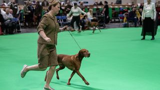 Hungarian Vizsla competes on day four at Crufts Dog Show at National Exhibition Centre on March 13, 2022 in Birmingham
