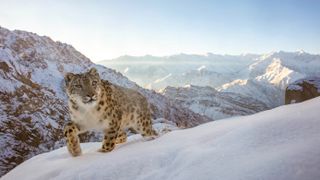 A snow leopard climbs a snowy slope against a backdrop of sunlit mountains.