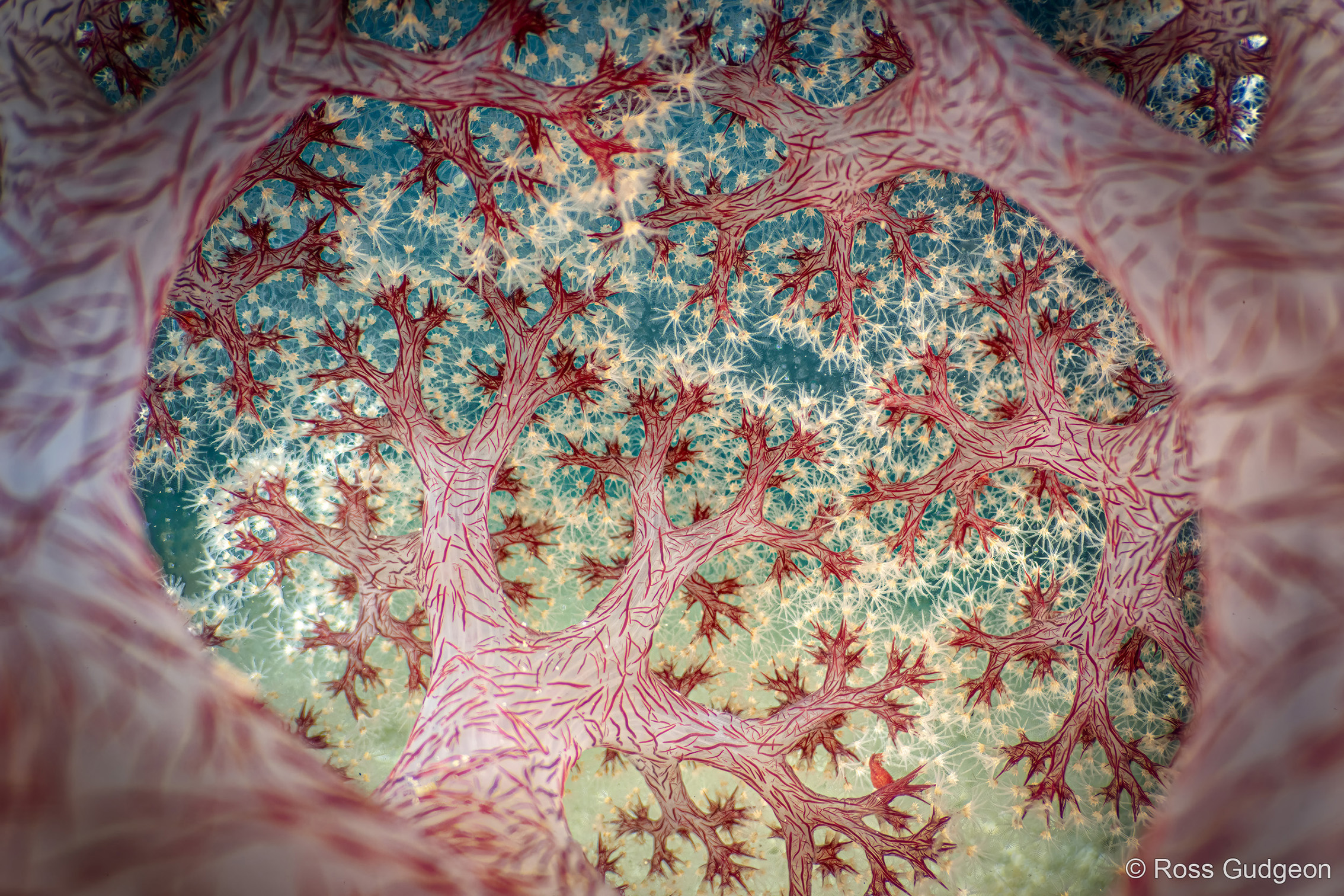 Intricate branches with vibrant red textures and star-like formations, set against a soft blue background, create a captivating view