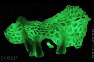 glowing mushroom, bioluminescence
