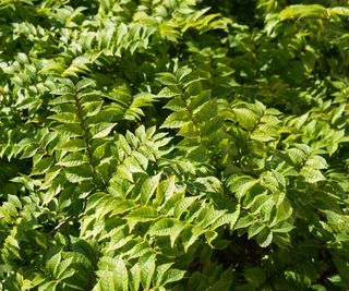 Siberian elm tree, Ulmus pumila, with green foliage in a sunny yard