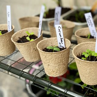 Cucumber and other vegetable seedling growing in small pots