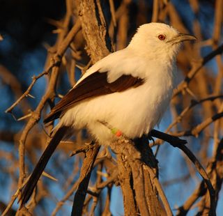 The southern pied babbler, a frequent target of drongo trickery.