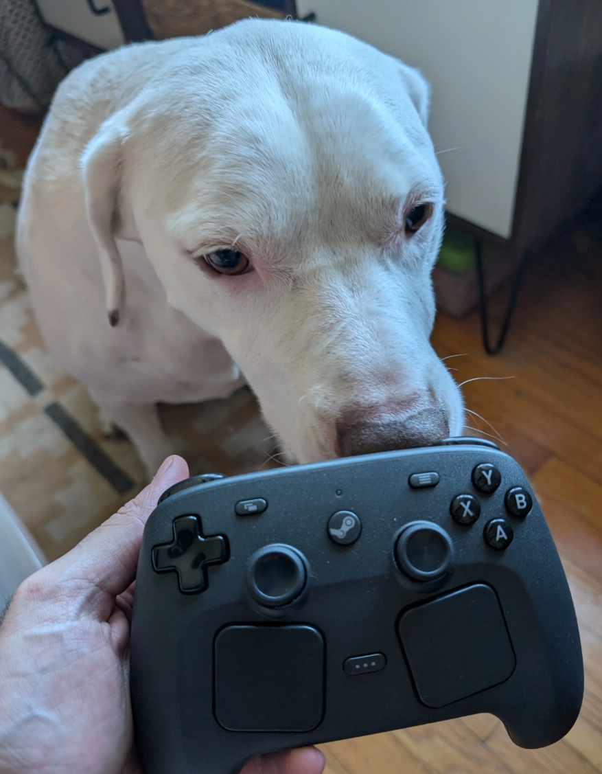 A white pitbull named Goose sniffs at the Steam Controller.