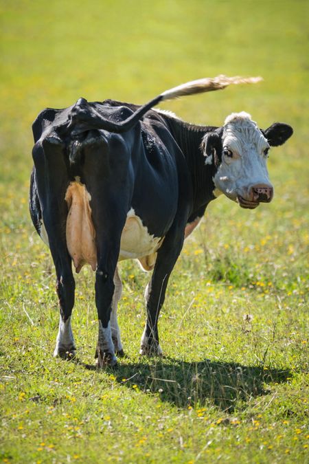 On a hot day, a cow’s tail is a vital fly whisk.