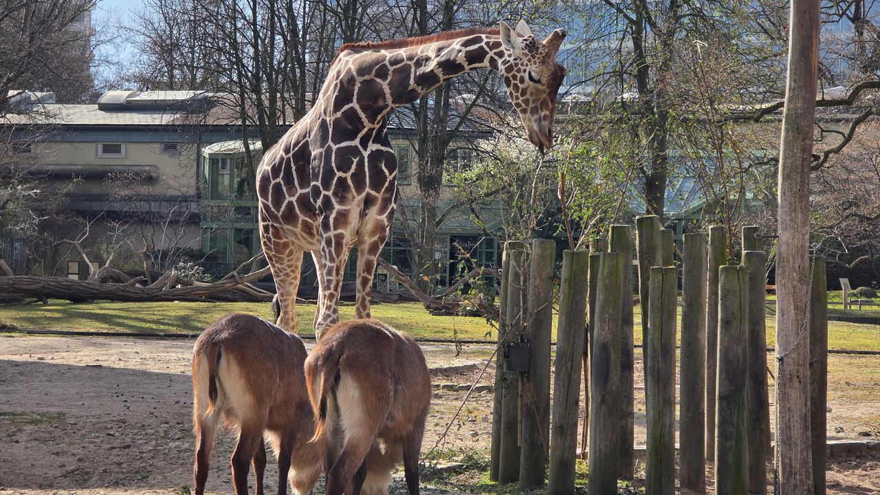 A selection of photos of animals taken at Berlin Zoo on the iPhone 16 Pro Max and Samsung Galaxy S25 Ultra