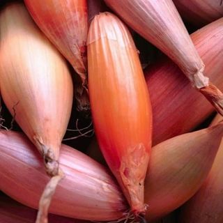 Tomorrowseeds - Zebrune Shallot Seeds - 200+ Count Packet - French Pink Banana Semi-Long Shallots Red Onions Garden Sets Transplants Seed for 2024 Season