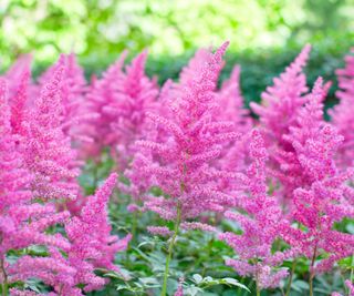 astilbe in bloom in mixed bed display