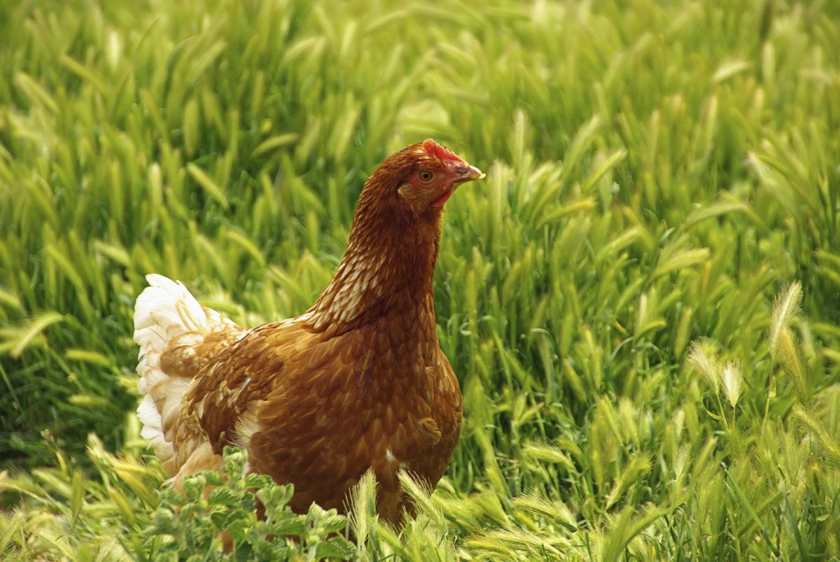 Best Cover Crops For Chickens Tips On Growing Cover Crops For