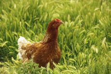 Chicken Roaming In Cover Crops