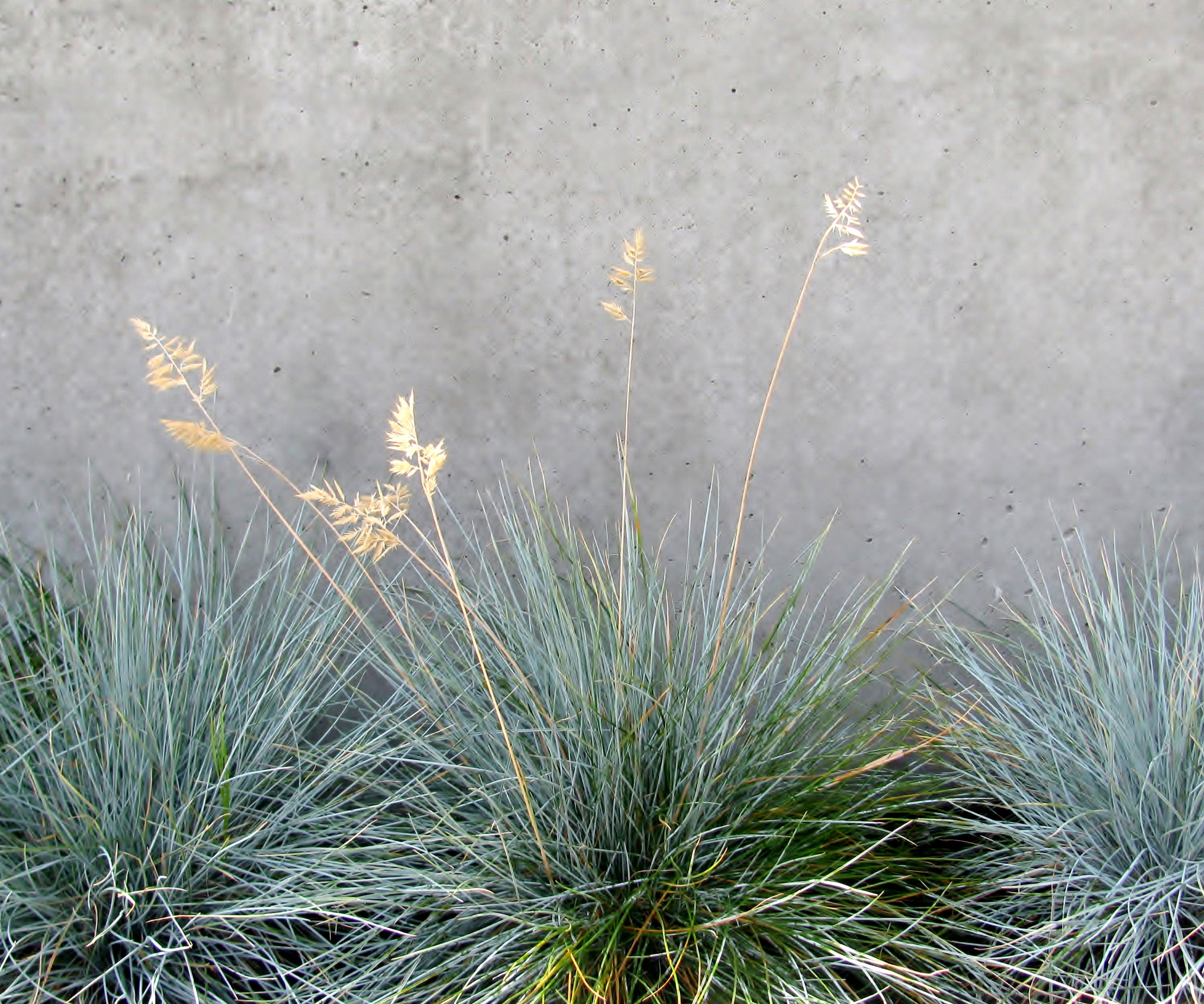 ornamental blue fescue grass planted against a concrete wall