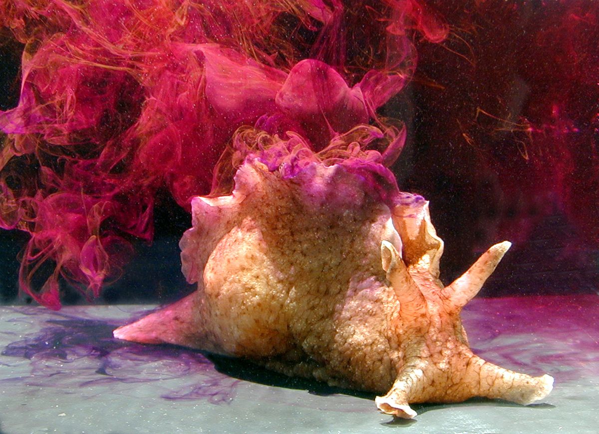 &lt;i&gt;Aplysia californica&lt;/i&gt;, also known as the California sea hare