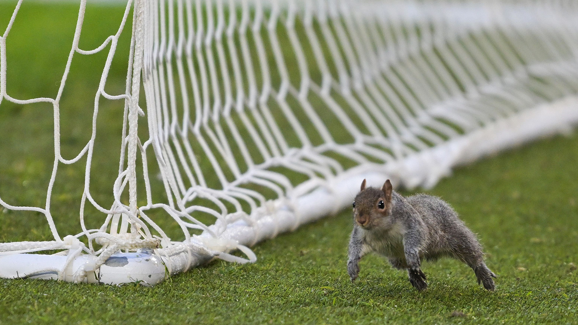 A wandering squirrel stops the match between Hull City and Bristol City in Hull, United Kingdom