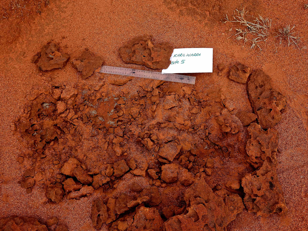 Termites were here