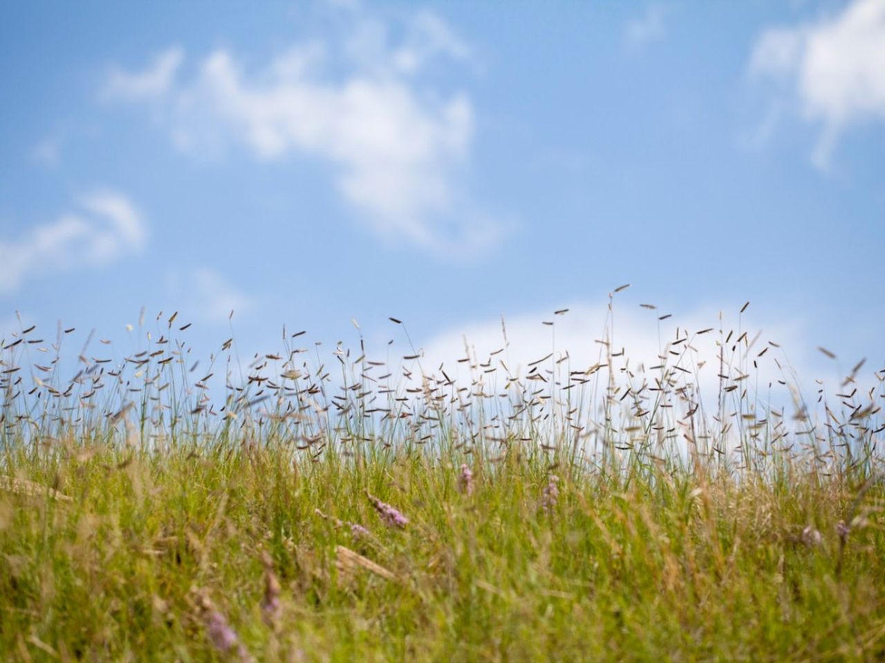 Habiturf Lawn And Blue Sky