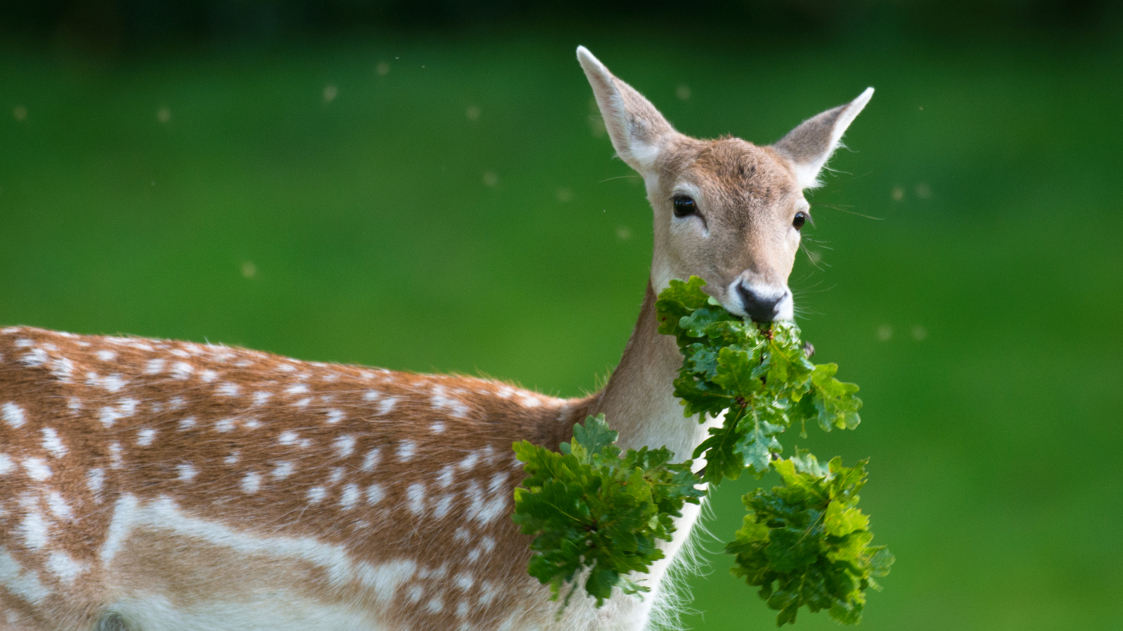 Deer eating plant from garden
