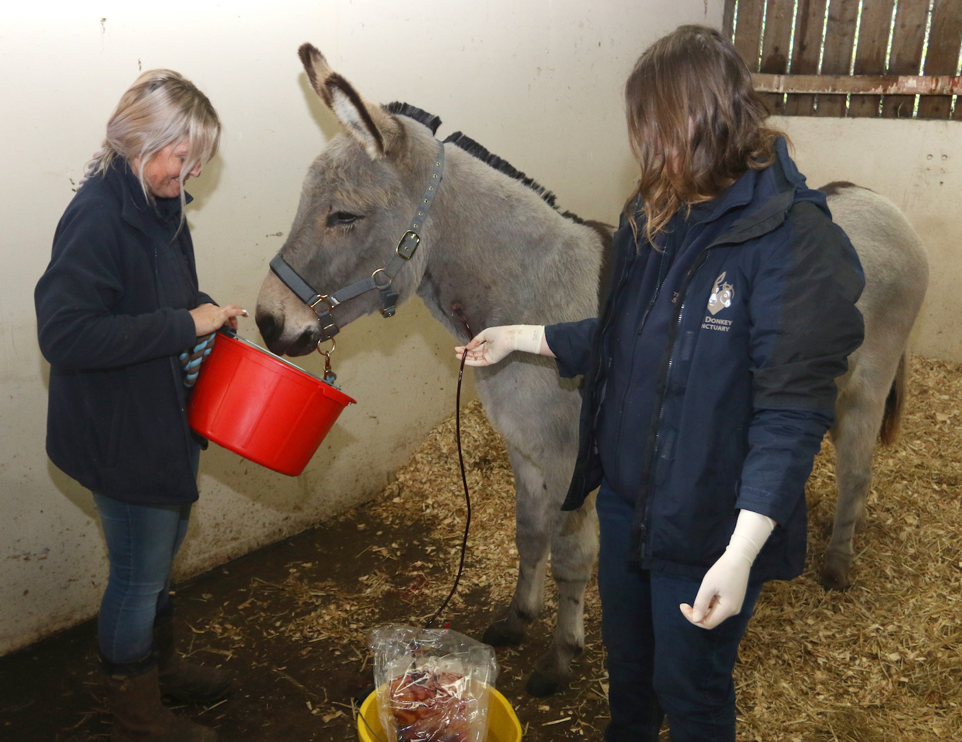 Donkley-donor-2.-Credit-The-Donkey-Sanctuary.jpg