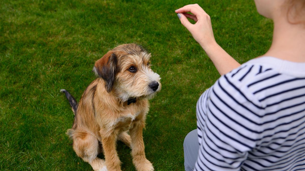 Owner asking puppy to sit