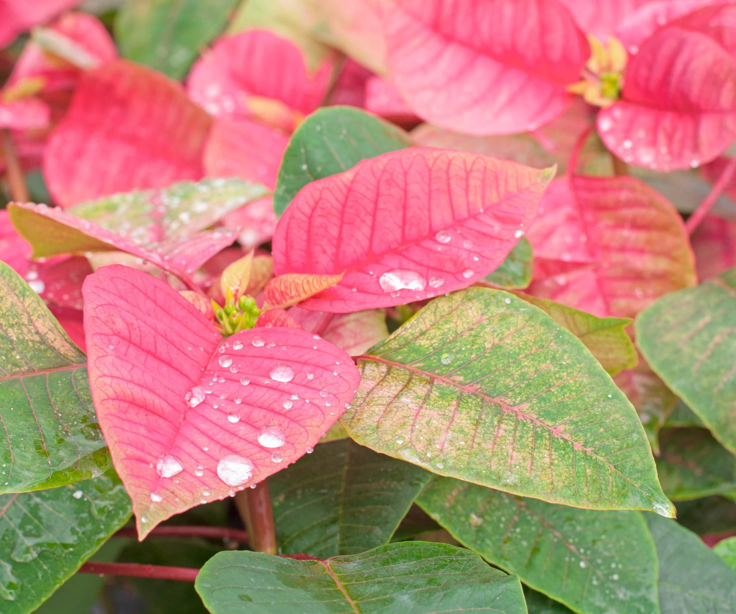 Poinsettia with red and green leaves