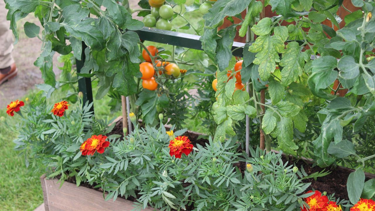 Marigolds and tomato plants with ripening tomatoes in planter at RHS Chelsea Flower Show 2024