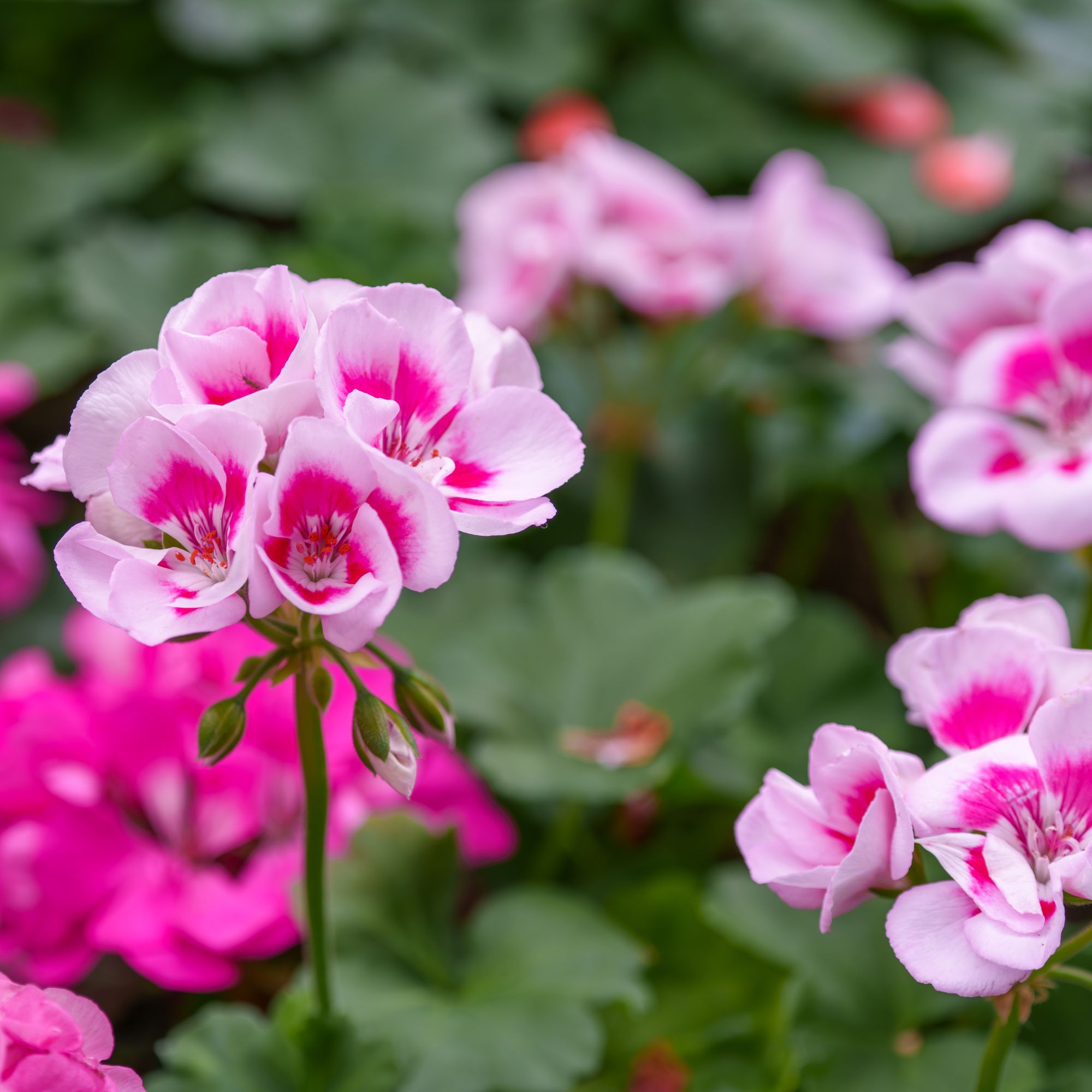 pink geraniums in garden